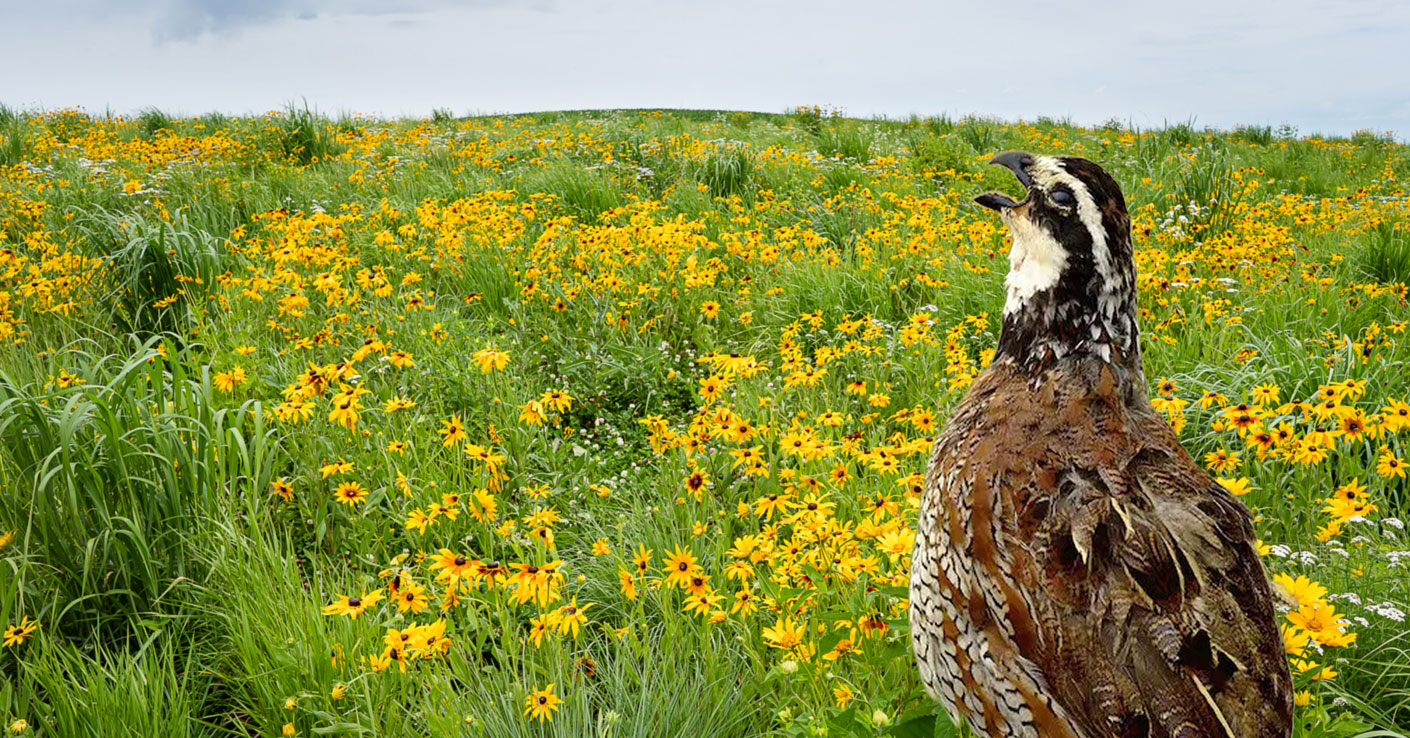 Bobscapes Mobile App Bobwhite Quail