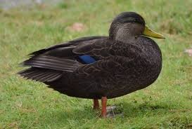 American Black Duck Image