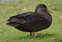 American Black Duck Image