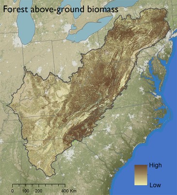 Forest above-ground biomass