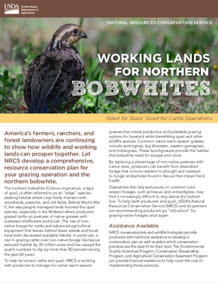 Northern Bobwhite in Working Grasslands