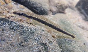 Conasauga River Aquatic Species