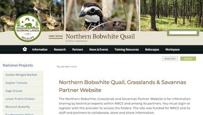 Northern Bobwhite Quail