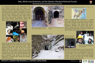 Bats, White-nose Syndrome, and the Western Maryland Railroad Tunnels