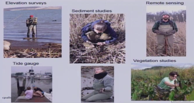 Sediment and Vegetation trends at Dyke Marsh Preserve and Kenilworth Aquatic Gardens