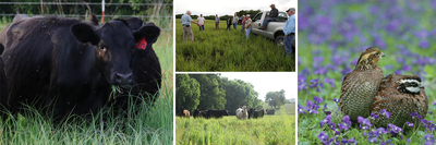 Webinar: Native Warm-Season Grass Forages and Grazing Management for Bobwhites