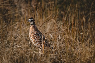 WLFW Northern Bobwhite Webinar Series