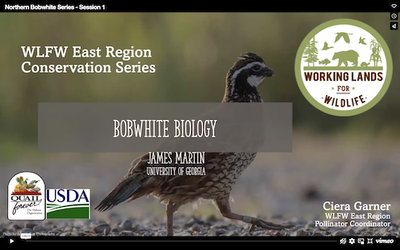 WLFW East Region Conservation Webinar Series: Northern Bobwhite Session #1 “Bobwhite Biology”