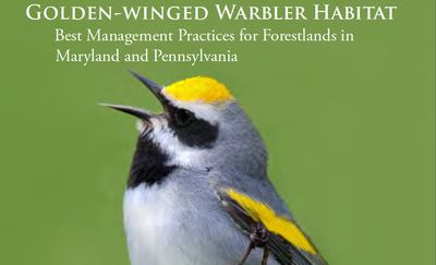 Forestlands Best Management Practices for Golden-winged Warblers