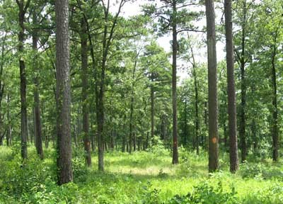 Interior Highland Shortleaf Pine Initiative