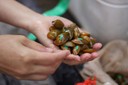 On September 25, 2012, the Service , Virginia Tech, Lincoln Memorial University, and several other partners released 5,000 endangered mussels into the Tennessee stretch of the Powell River.