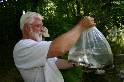 Yellowfin madtoms prior to release