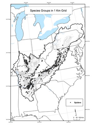 Spider Species Distribution by 1 km Grid