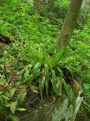 Frasers sedge (Cymophyllus fraserianus)