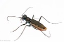 cobblestone tiger beetle_Kent McFarland.jpg