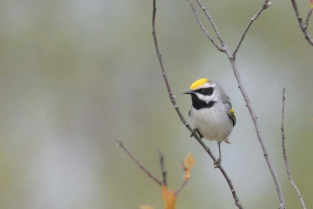 Golden-winged Warbler