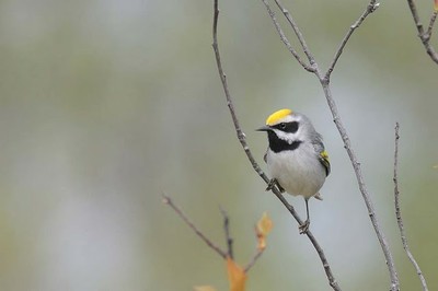 Golden-winged Warbler