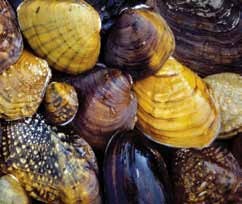 Mussels