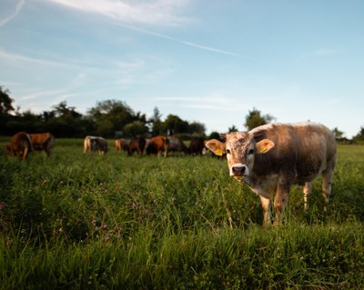 Certified Biomass Procurement Specialist - Switchgrass