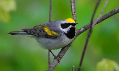 Golden-Winged Warbler