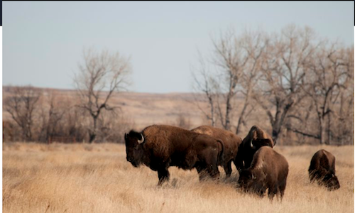 Analysis: Why protecting very large swaths of land matters for wildlife conservation