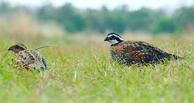 Quail and Baby