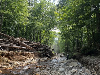 Big Ivy-Corner Rock tree debris