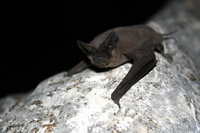 Bats Work Group (CWPRI)