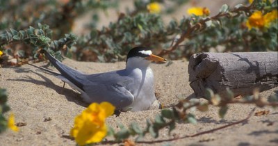 California Tern Work Group